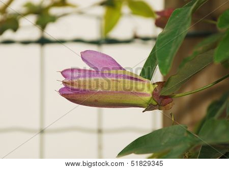Lavender Lady Passiflora Bud