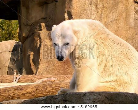 Peyton l'orso polare