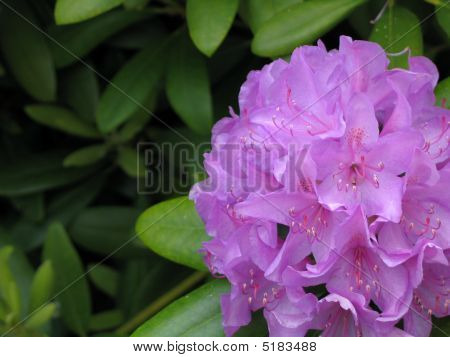 โดเดนดรอนสีม่วง