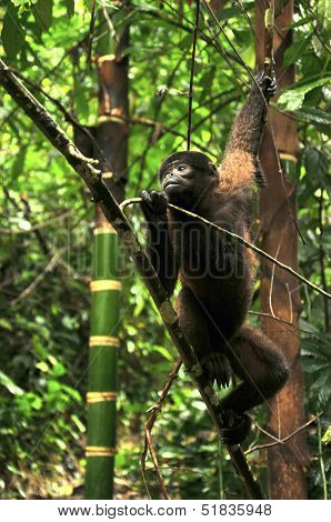 Wooly Monkey In The Amazonia