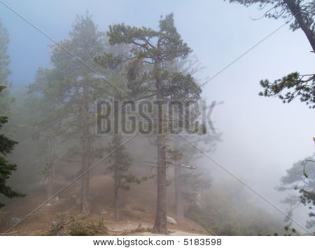 Forêt de Misty