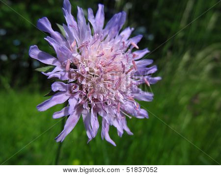 Pink and purple Flower