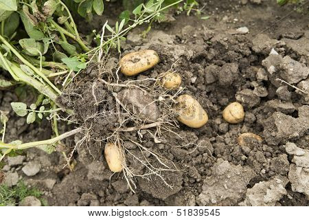 Potato Harvest