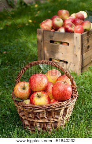 Red Apples