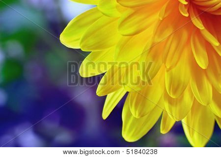Rudbeckia