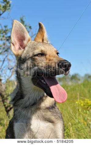 Cane di cucciolo cecoslovacco