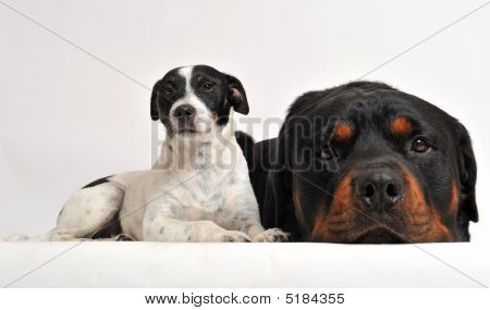 Rottweiler et Jack Russel Terrier