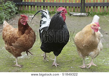 cock and chicken