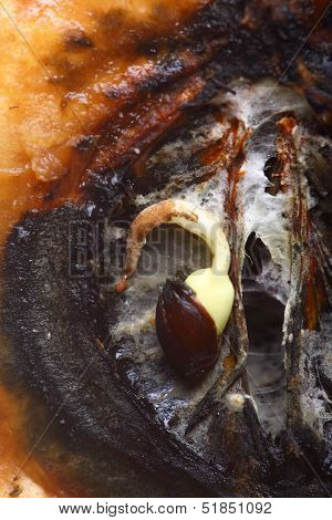 Closeup Rotten Apple Halves. Food Waste.
