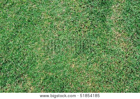 Grass in a field