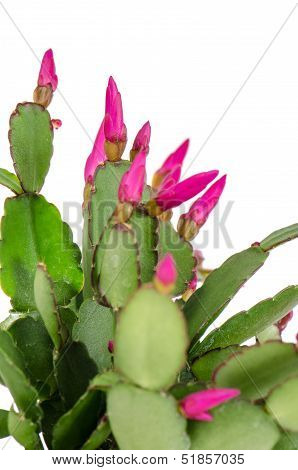 Easter Cactus (rhipsalidopsis Cactus)