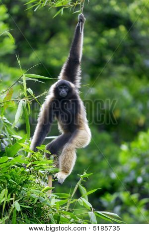 Opice Gibbon