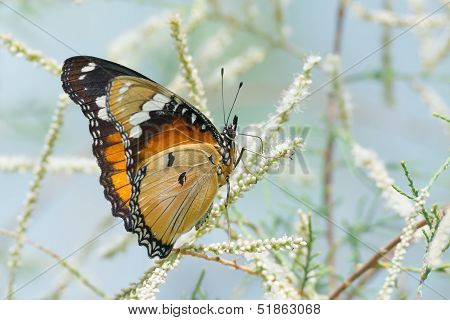 Female Hypolimnas Missippus - Danaid Eggfly Butterfly