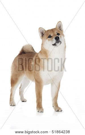 Shiba Inu In The Studio