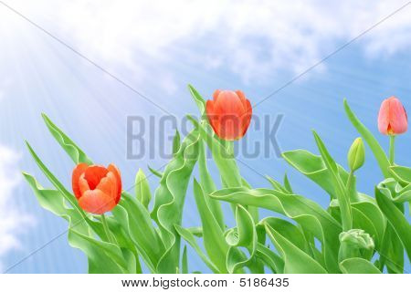 Tulip