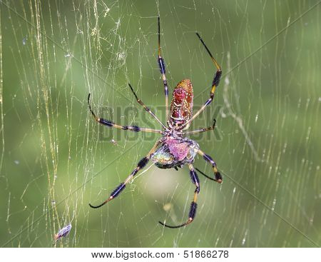 Golden orb weaver with prey