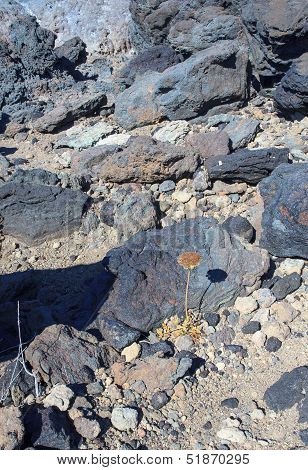 Pantelleria
