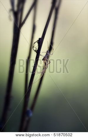 Autumn Spider - Metellina