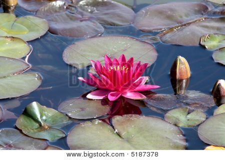 Lotus Flower