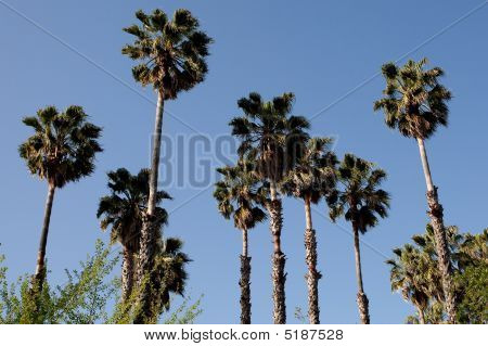 Washingtonia Filifera