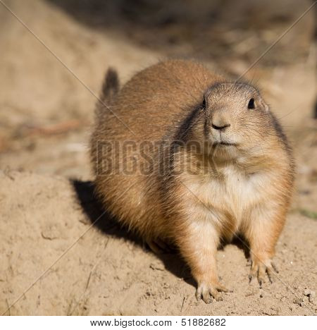 Black-tailed Prairie Dog Sitting In The Sand