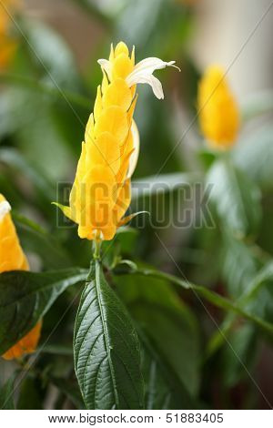 Pachystachys Lutea