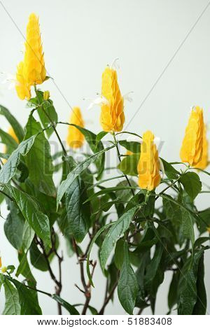 Pachystachys Lutea