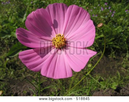 Blomst