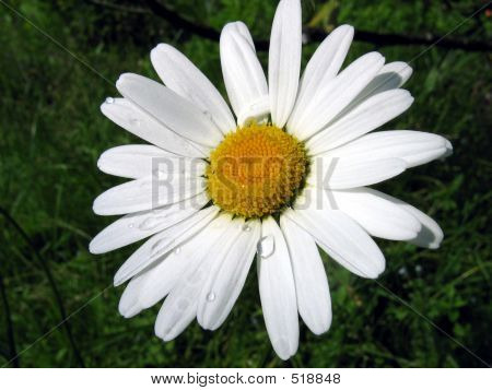 Daisy