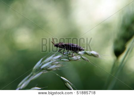Click beetle