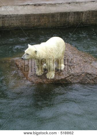 Bear og regn