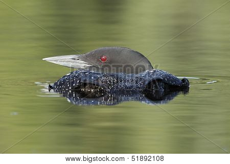 Common Loon Submerging