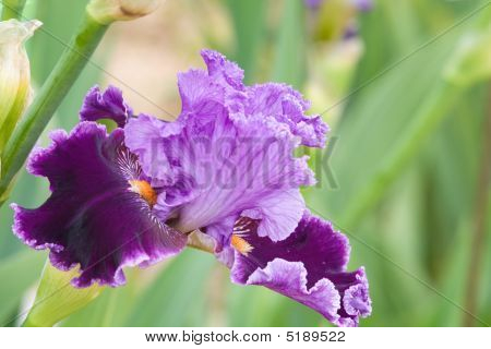 Iris blomst