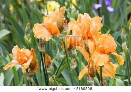 Iris blomst