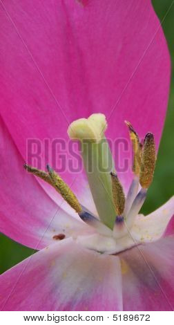 Tulipano rosa