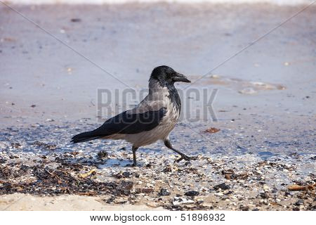 Hooded Crow