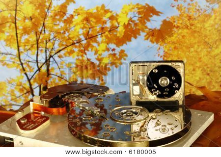 disassemblierten Hdd in feuchten Herbst Holz