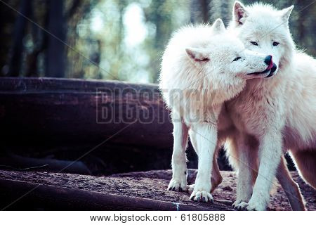 Arctic White Wolf