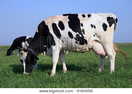 Holstein krowy na wypasie