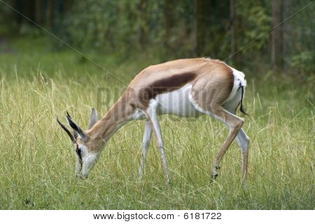 Gazelle