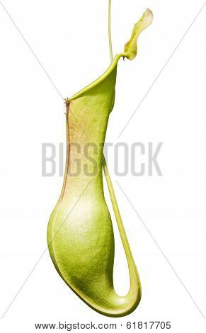 Nepenthes Isolated