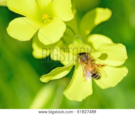 Yellow Flower With Bee