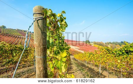 Italian vineyard