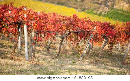 Italian vineyard