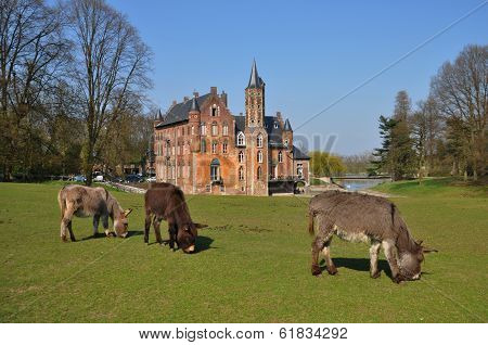 Donkeys grazing in front of the castle