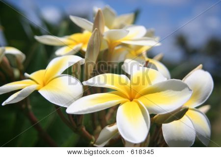 Plumeria giallo