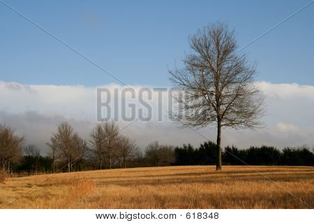 Un albero In autunno