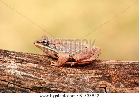 Wood Frog (rana Sylvatica)