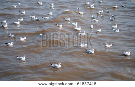 Seagull Is A Bird Migration To Bangpoo, Thailand