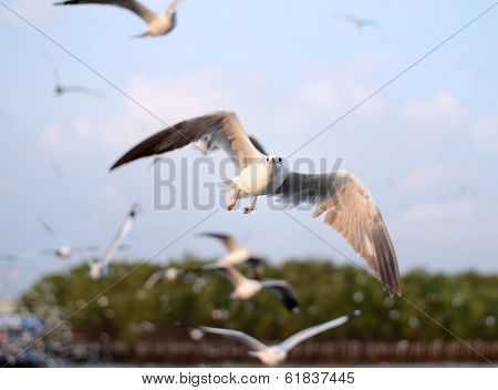 Flying Seagulls In Action At Bangpoo